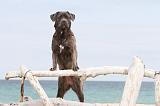 CANE CORSO 605